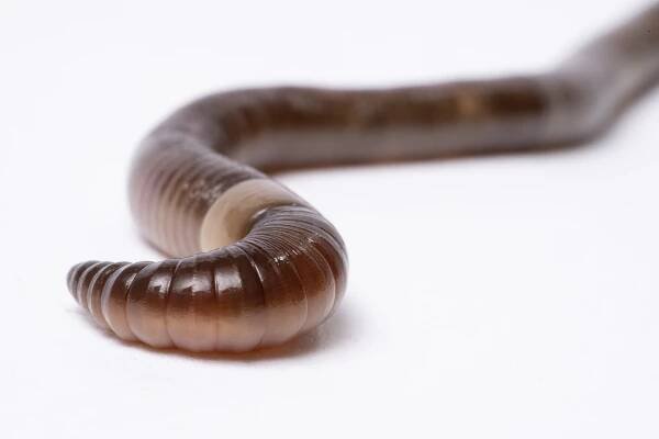 Asian Jumping Worms in New England
