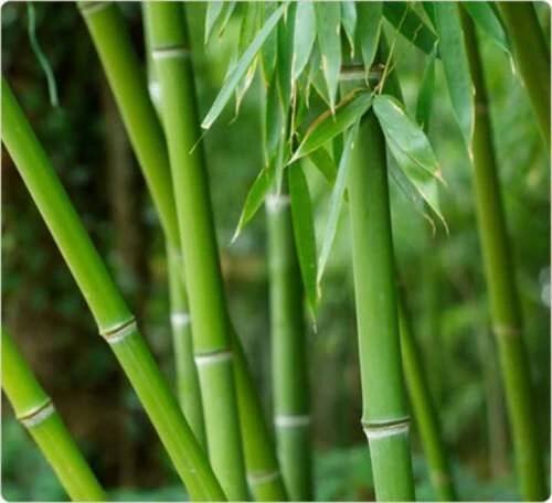Bambus-Phyllostachys Pubescens /10 SEMEN/