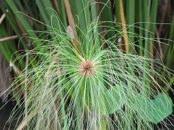 Cyperus papyrus