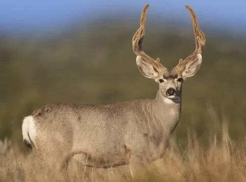 Jelenec ušatý (Odocoileus hemionus)
