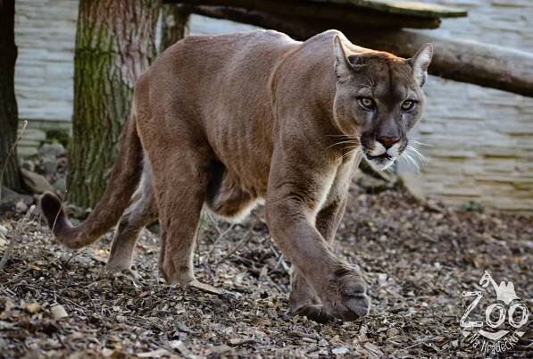 V Zoo Na Hrádečku bydlí i Puma americká