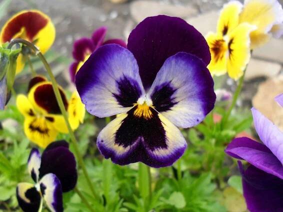 Mnohobarevn maceky (Viola) zblzka. — Stock obrzek