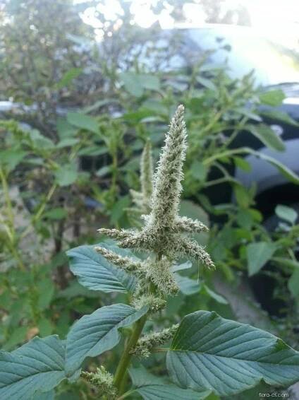 Laskavec Palmerův (Amaranthus palmeri)