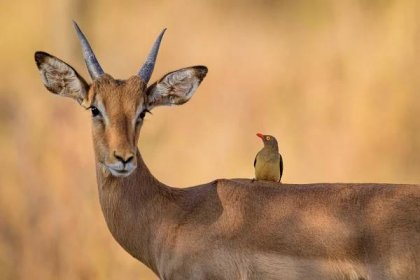 Antilopa: Seznamte se s oblíbeným přežvýkavcem