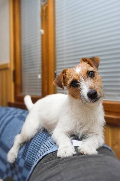 Jack Russell Terrier Dog Breed Information - Continental Kennel Club