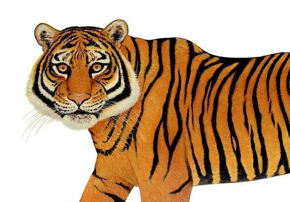 Peter Arnold - Animals