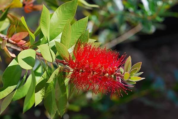Štětkovec citrónový (Callistemon citrinus)