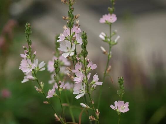 Sidalcea campestris