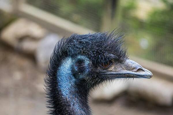 bezplatná Detailní detailní záběr emu ukazující jeho texturu a vlastnosti. Základová fotografie