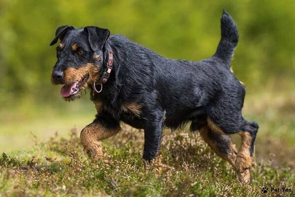Jagdterrier - Dog Breed Information