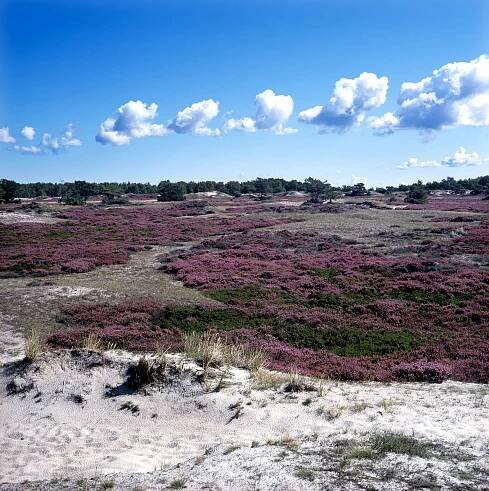The dune heath