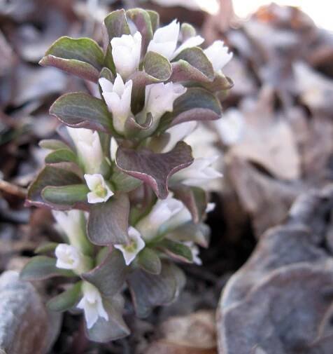 Obolaria