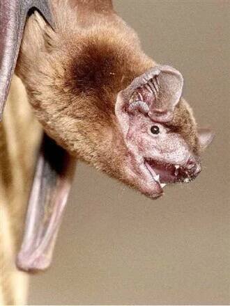 Yangochiroptera