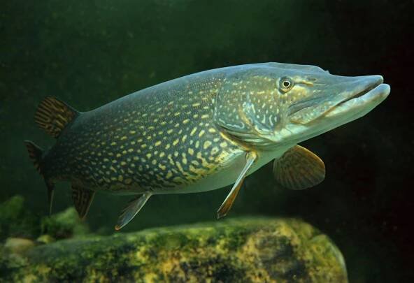 Velká štika (esox lucius). — Stock obrázek