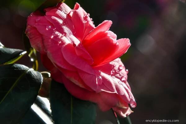 Kamélie japonská (Camellia japonica)