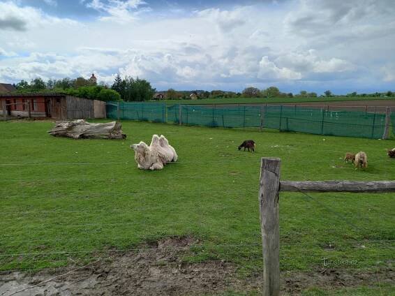 Zoopark Stěžery