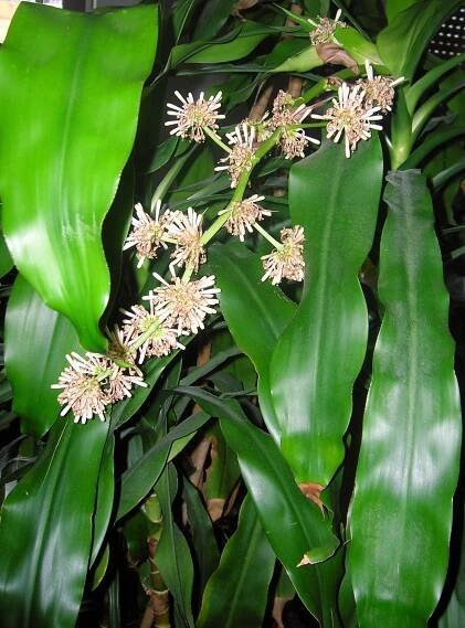 dracena