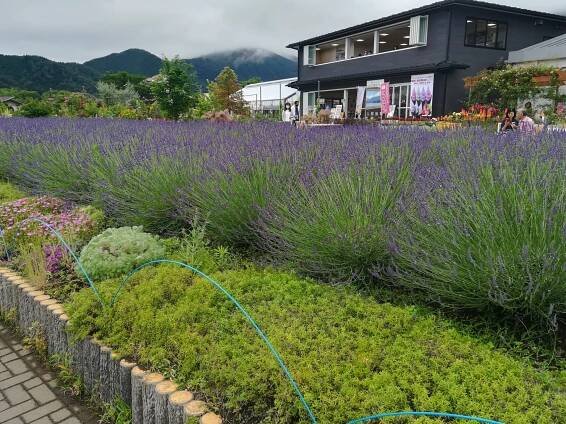 HOTEL LITTLE BIRD OKU-ASAKUSA owner's blog | Hotel Little Bird Oku-asakusa - パート 2