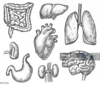 Sada izolované vnitřní náčrtky lidských orgánů - Bez autorských poplatků Kreslení - Pohyb vektorové obrázky
