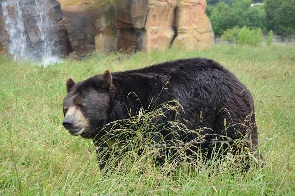 Bear Hunts - Outfitters in Colorado