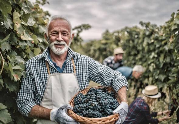 Vinařská pohotovost - Vinařství Laurent Šatov