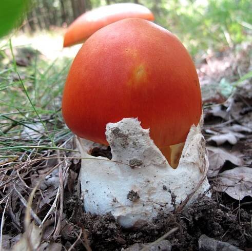 Amanita caesarea - muchomůrka císařka