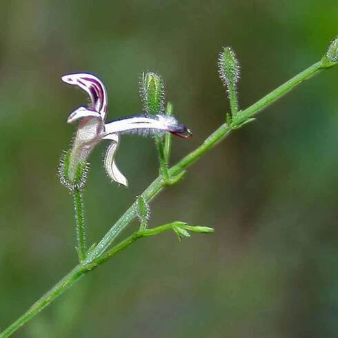 Andrographis paniculata (Green chiretta)- Nilavembu plant