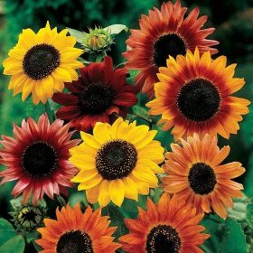 Large Flowered Colored Sunflower Seeds Mix