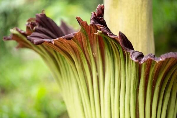 Corpse flower