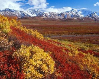 Volba: tapeta v rozlišení 1280 x 1024 - Podzim v Národním parku Denali na Aljašce