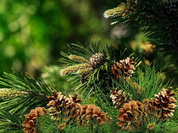 FRESH PINE | sójový vosk do aromalampy | PARFUMIA® | 40 ml - Vaše DEDRA - oficiální stránky 