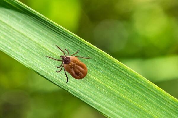 Living with Lyme – Cityview
