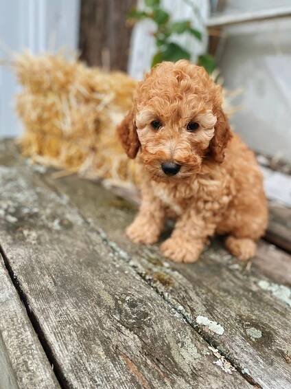 Sold Mini Goldendoodle Puppies February 26 2022