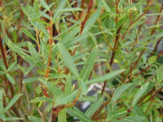 Vrba purpurová 'Nana'