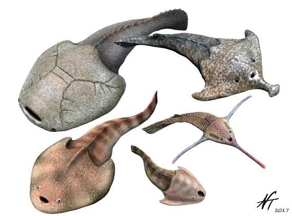 Soubor:Galeaspids NT.jpg