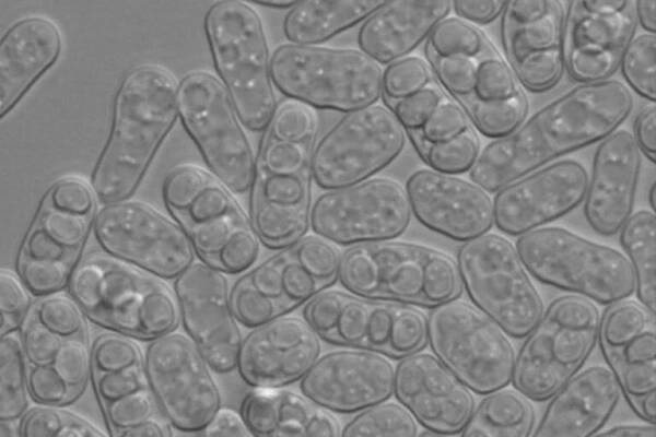 Yeast