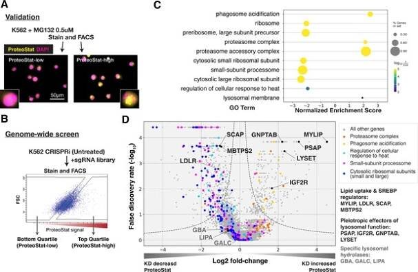 Impairment of lipid homeostasis causes lysosomal accumulation of endogenous protein aggregates through ESCRT disruption