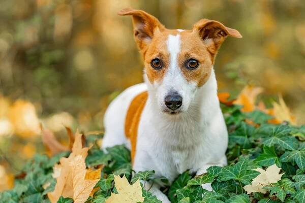 bezplatná Rozkošný Jack Russell teriér sedí uprostřed barevného podzimního listí a vyzařuje zvědavost. Základová fotografie