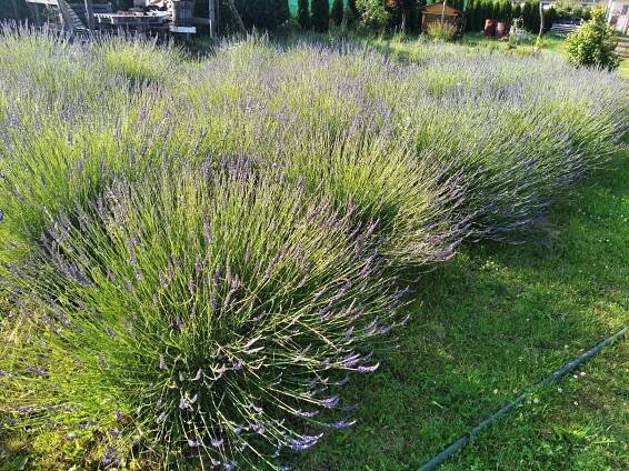 VLEVANDULI.CZ, PRODEJ VÝROBKŮ Z LEVANDULE Z MORAVY-LEVANDULOVÉ POLE 3