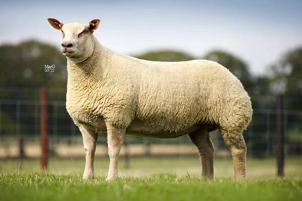 November 2022 – Charollais Sheep Society