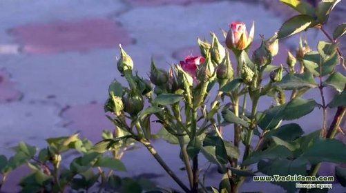Vošky na růžích - jak se jich zbavit?