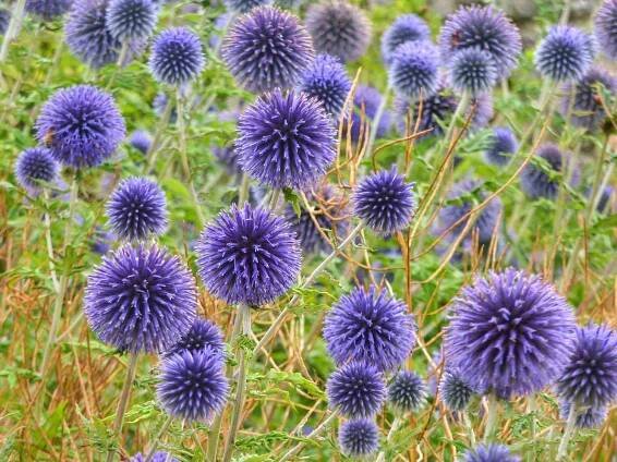 Globe Thistle