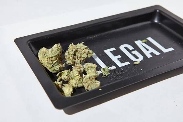 cannabis auto fahren