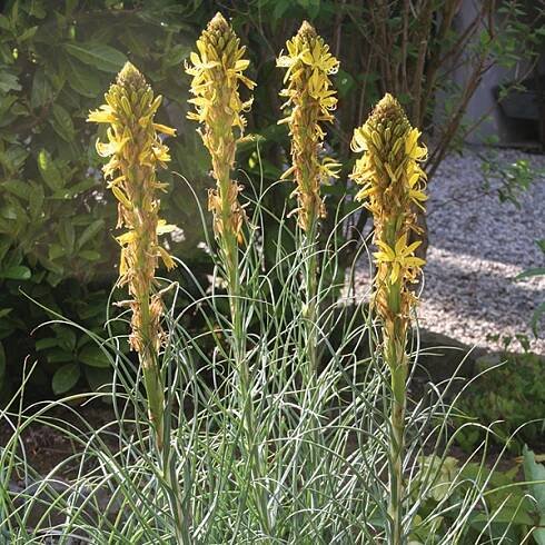 Asphodeline lutea