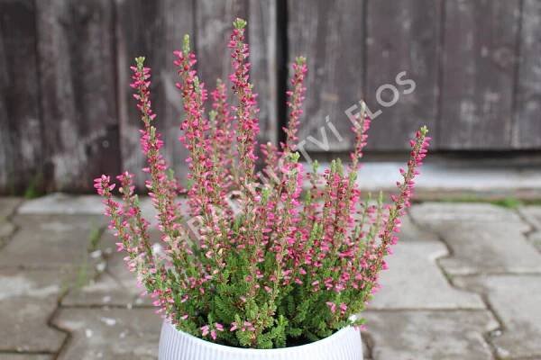 Vřes obecný 'Mary Ann' (Garden girls®) - Calluna vulgaris 'Mary Ann' (Garden girls®)