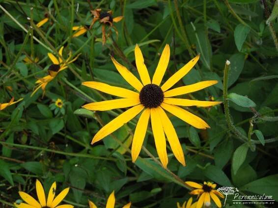 Rudbeckia fulgida var. deamii | Perenniculum