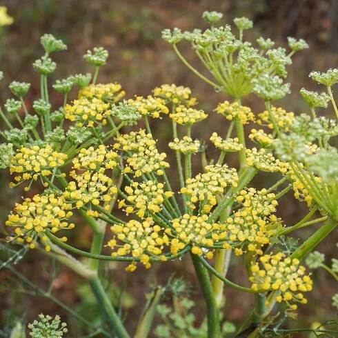 BIO fenykl kořeninový - prodej bio semen - foeniculum