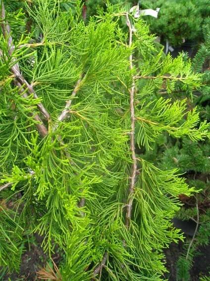 Foto Juniper virginiana Pendula
