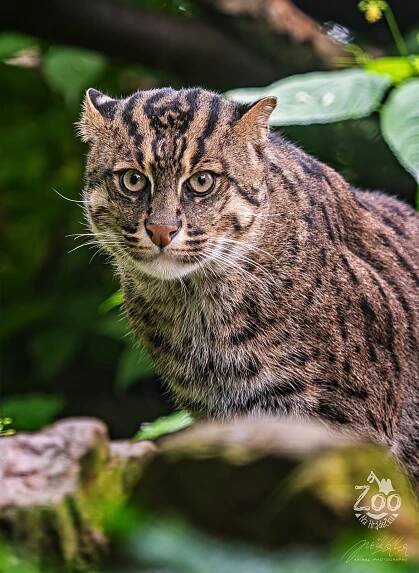 KOČKA RYBÁŘSKÁ (Prionailurus viverrinus) (zoonahradecku.cz)