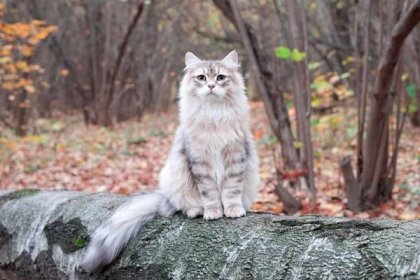 siberian cat in a forest